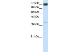 Western Blotting (WB) image for anti-Nuclear Factor of Activated T-Cells, Cytoplasmic, Calcineurin-Dependent 4 (NFATC4) antibody (ABIN2460362) (NFATC4 Antikörper)