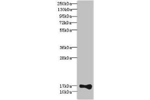 Western blot All lanes: THRSPantibody at 2. (THRSP Antikörper  (AA 1-146))