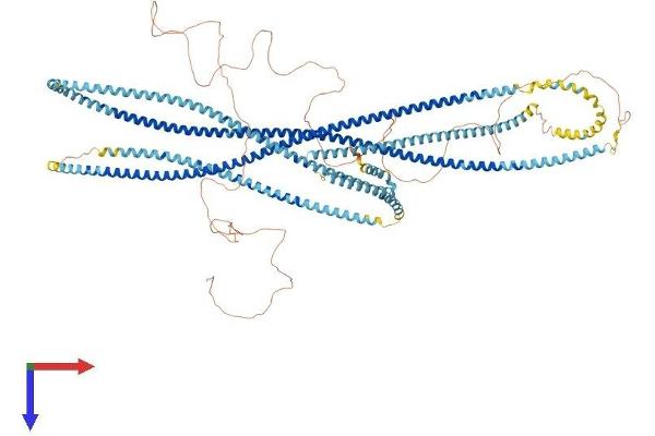 CCDC40 Protein (AA 1-1192) (His tag)
