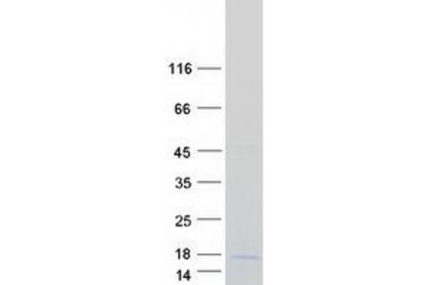 LYRM4 Protein (Myc-DYKDDDDK Tag)