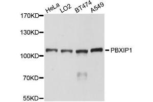 Western blot analysis of extracts of various cell lines, using PBXIP1 antibody (ABIN5996238) at 1/1000 dilution. (PBXIP1 Antikörper)