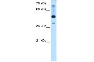 WB Suggested Anti-TFAP2B Antibody Titration:  0. (TFAP2B Antikörper  (N-Term))