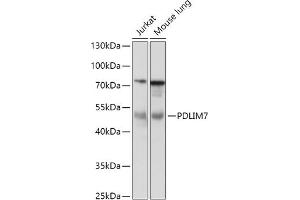Western blot analysis of extracts of various cell lines, using PDLIM7 antibody (ABIN7269197) at 1:1000 dilution. (PDLIM7 Antikörper  (AA 90-190))