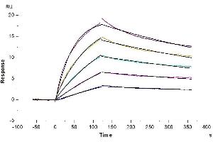 Mouse IL-23R, His Tag immobilized on CM5 Chip can bind Mouse IL-23 alpha&IL-12 beta, His Tag with an affinity constant of 6. (IL23R Protein (AA 24-374) (His tag))