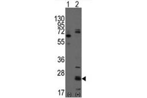Image no. 1 for anti-CD9 (CD9) (N-Term) antibody (ABIN5552040) (CD9 Antikörper  (N-Term))