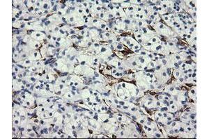 Image no. 1 for anti-Fetal and Adult Testis Expressed 1 (FATE1) antibody (ABIN1498223) (FATE1 Antikörper)