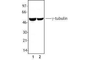 Western Blotting (WB) image for anti-Tubulin, gamma (TUBG) antibody (ABIN2666216) (gamma Tubulin Antikörper)