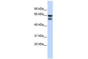 Image no. 1 for anti-UDP-N-Acetyl-alpha-D-Galactosamine:polypeptide N-Acetylgalactosaminyltransferase 4 (GalNAc-T4) (GALNT4) (AA 360-409) antibody (ABIN6743373) (GALNT4 Antikörper  (AA 360-409))