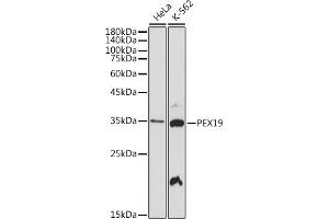 Western blot analysis of extracts of various cell lines, using PEX19 antibody (ABIN7269247) at 1:1000 dilution. (PEX19 Antikörper)