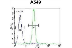 Flow cytometric analysis of A549 cells using Heme oxygenase 1 / HMOX1 Antibody (Center) Cat. (HMOX1 Antikörper  (Middle Region))