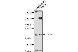 Western Blotting (WB) image for anti-C-Type Lectin Domain Family 4, Member D (CLEC4D) (AA 39-215) antibody (ABIN3016483)