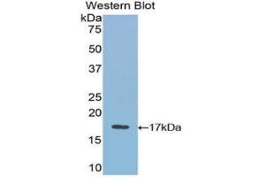 Western Blotting (WB) image for anti-Vascular Endothelial Growth Factor B (VEGFB) (AA 21-137) antibody (ABIN1078651)