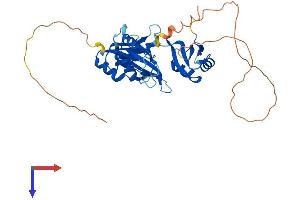 HuC/ELAVL3 Protein (AA 1-367) (His tag)
