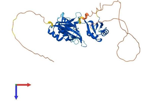 HuC/ELAVL3 Protein (AA 1-367) (His tag)