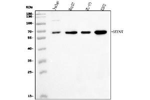 Western blot analysis of CoREST/RCOR1 using anti-CoREST/RCOR1 antibody (ABIN7601035).