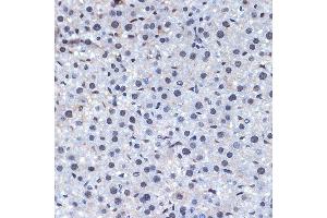 Immunohistochemistry of paraffin-embedded mouse liver using CDC40 Rabbit mAb (ABIN7266255) at dilution of 1:100 (40x lens). (CDC40 Antikörper)