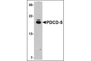 Western blot analysis of PDCD5 in EL4 cell lysate with this product at 1μg/ml. (PDCD5 Antikörper  (C-Term))
