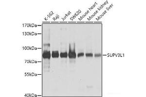 Western blot analysis of extracts of various cell lines using SUPV3L1 Polyclonal Antibody at dilution of 1:1000. (SUPV3L1 Antikörper)