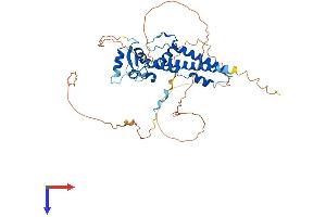 TFAP2E Protein (AA 1-442) (His tag)