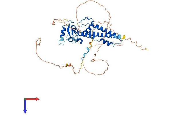TFAP2E Protein (AA 1-442) (His tag)