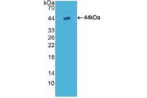 Detection of Recombinant H2AFZ, Human using Polyclonal Antibody to H2A Histone Family, Member Z (H2AFZ) (H2AFZ Antikörper  (AA 2-128))