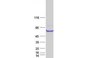 Western Blotting (WB) image for Nucleotide Exchange Factor SIL1 (SIL1) (Transcript Variant 1) protein (Myc-DYKDDDDK Tag) (ABIN2712369)
