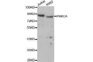 Western blot analysis of extracts of Jurkat and K562 cells, using PRKCA antibody. (PKC alpha Antikörper  (C-Term))