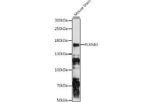 Western blot analysis of extracts of mouse brain, using PLXNB3 antibody (ABIN7269425) at 1:1000 dilution. (Plexin B3 Antikörper  (AA 1050-1250))