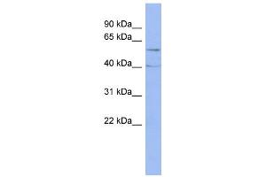 WB Suggested Anti-PPP2R5C Antibody Titration: 0. (PPP2R5C Antikörper  (Middle Region))