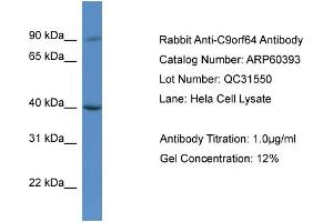 Western Blotting (WB) image for anti-Chromosome 9 Open Reading Frame 64 (C9orf64) (C-Term) antibody (ABIN2788433) (C9orf64 Antikörper  (C-Term))