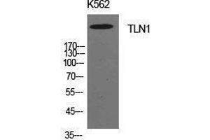 Western Blotting (WB) image for anti-Talin 1 (TLN1) (Internal Region) antibody (ABIN3181429) (TLN1 Antikörper  (Internal Region))