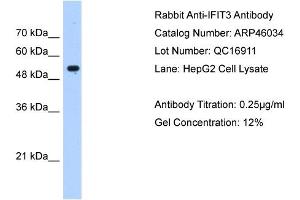 IFIT3 antibody used at 0. (IFIT3 Antikörper  (N-Term))