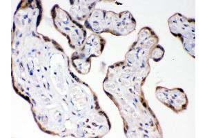 Immunohistochemistry (IHC) image for anti-Catechol-O-Methyltransferase (COMT) (AA 52-271) antibody (ABIN3043815)