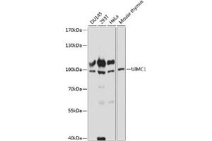 Western blot analysis of extracts of various cell lines, using UIMC1 antibody (ABIN7271136) at 1:3000 dilution. (UIMC1 Antikörper  (AA 449-719))