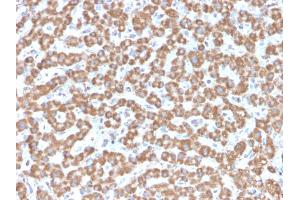 Formalin-fixed, paraffin-embedded human Liver stained with Prohibitin Mouse Monoclonal Antibody (PHB/3229). (Prohibitin Antikörper  (AA 167-261))