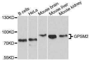 Western blot analysis of extracts of various cell lines, using GPSM2 antibody. (GPSM2 Antikörper  (AA 380-490))