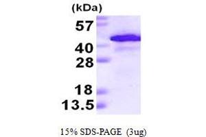 SDS-PAGE (SDS) image for Alcohol Dehydrogenase 1A (Class I), alpha Polypeptide (ADH1A) (AA 1-375) protein (His tag) (ABIN667689)