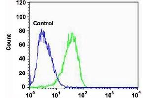 Flow cytometric analysis of U-87 MG cells (green histogram) and an isotype control of mouse IgG2b (blue histogram) reacted with CAPN2 monoclonal antibody  at 1:100 dilution.