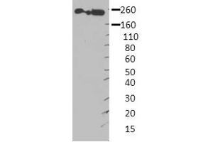 MYH9 antibody - middle region  validated by WB using Hek 293 Whole Cell Lysate at 1:4,000. (Myosin 9 Antikörper  (Middle Region))