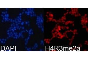 Immunofluorescence analysis of 293T cell using H4R3me2a antibody. (Histone 3 Antikörper  (2meArg3 (asymetric)))