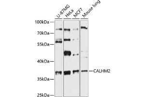 Western blot analysis of extracts of various cell lines, using C antibody (ABIN6131487, ABIN6137870, ABIN6137871 and ABIN6216831) at 1:3000 dilution. (CALHM2 Antikörper  (AA 1-323))