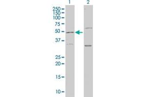 Western Blotting (WB) image for anti-Leucine Proline-Enriched Proteoglycan (Leprecan) 1 (LEPRE1) (AA 1-100) antibody (ABIN566242)
