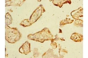 Immunohistochemistry of paraffin-embedded human placenta tissue using ABIN7161555 at dilution of 1:100
