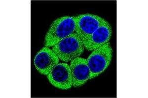 Confocal immunofluorescent analysis of OR2T3 Antibody (C-term) Cat.