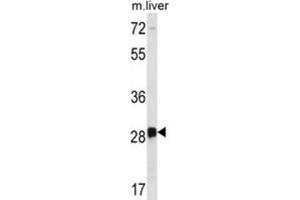 Western Blotting (WB) image for anti-Dorsal Root Ganglia Homeobox (DRGX) antibody (ABIN2996749) (DRGX Antikörper)