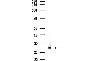 anti-Cytochrome C Oxidase Assembly Homolog 18 (COX18) antibody