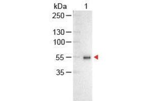 Western Blot of Chicken anti-Human IgG Antibody Alkaline Phosphatase Conjugated Lane 1: Human IgG Load: 100 ng per lane Secondary antibody: Human IgG (H&L) Antibody Alkaline Phosphatase Conjugated at 1:1,000 for 60 min at RT Block: ABIN925618 for 30 min at RT Predicted/Observed size: 55 and 28 kDa, 55 kDa