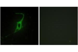 Immunofluorescence (IF) image for anti-Cadherin 20 (CDH20) (AA 111-160) antibody (ABIN2889881)