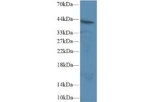 Western Blot; Sample: Human Jurkat cell lysate; Primary Ab: 2µg/ml Rabbit Anti-Rat FAS Antibody Second Ab: 0.