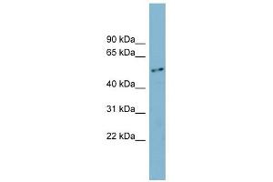 FAM90A1 antibody used at 1 ug/ml to detect target protein.